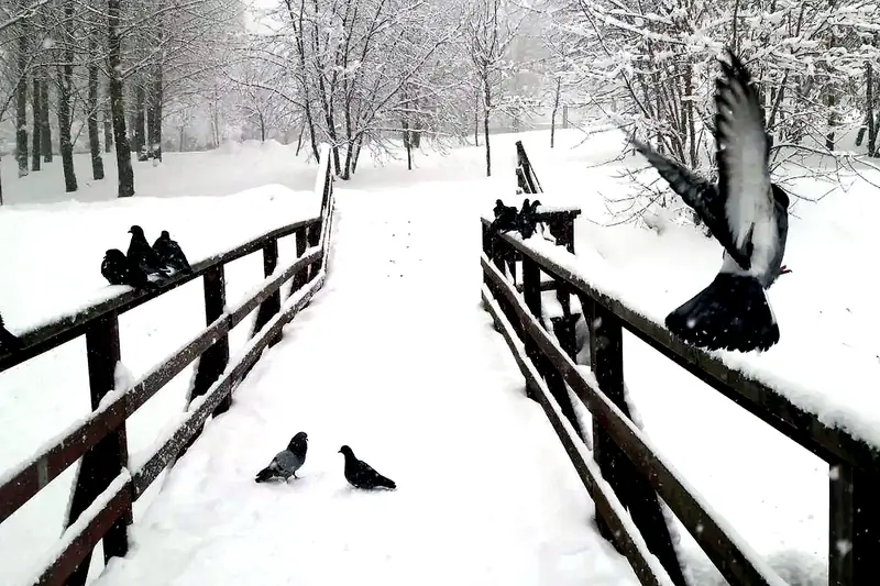 Зимний пейзаж (иллюстрация)